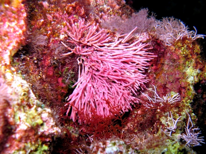 Tricleocarpa fragilis Tricleocarpa fragilis