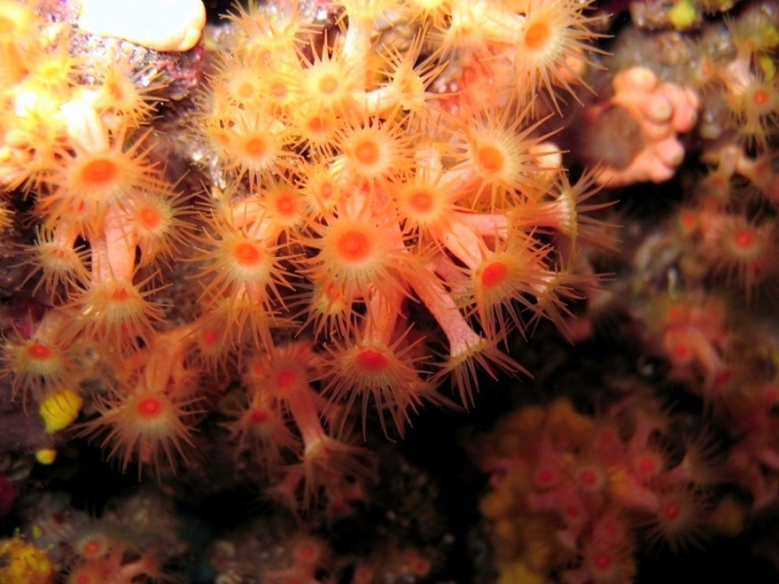 Parazoanthus axinellae Parazoanthus axinellae