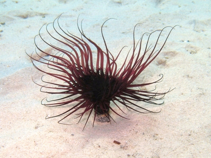 Pachycerianthus solitarius Pachycerianthus solitarius