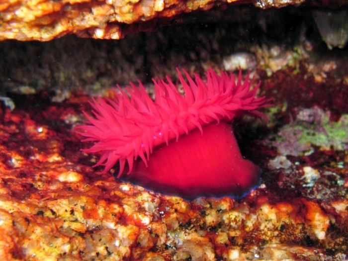 Actinia schmidti Actinia schmidti