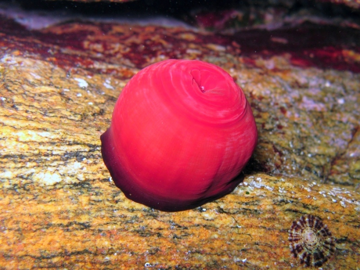 Actinia schmidti Actinia schmidti