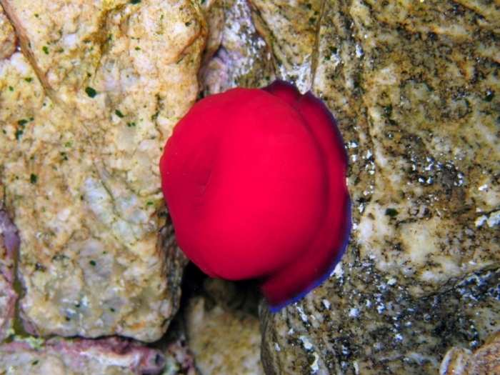 Actinia schmidti Actinia schmidti