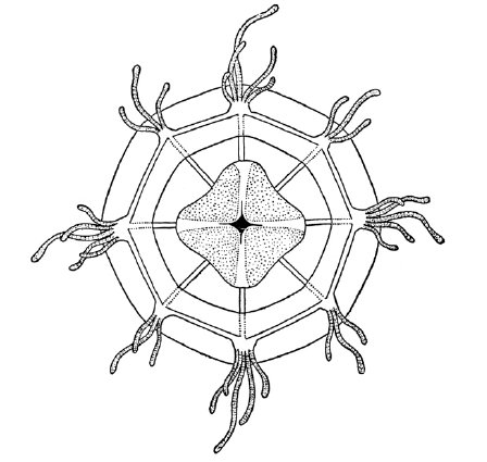 Octorathkea onoi, from Kramp (1968)