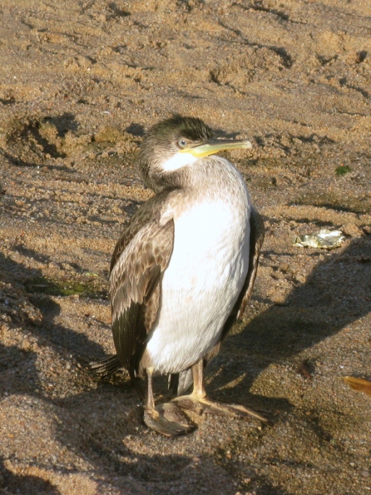 Phalacrocorax aristotelis (juvenile) Phalacrocorax aristotelis (juvenile)