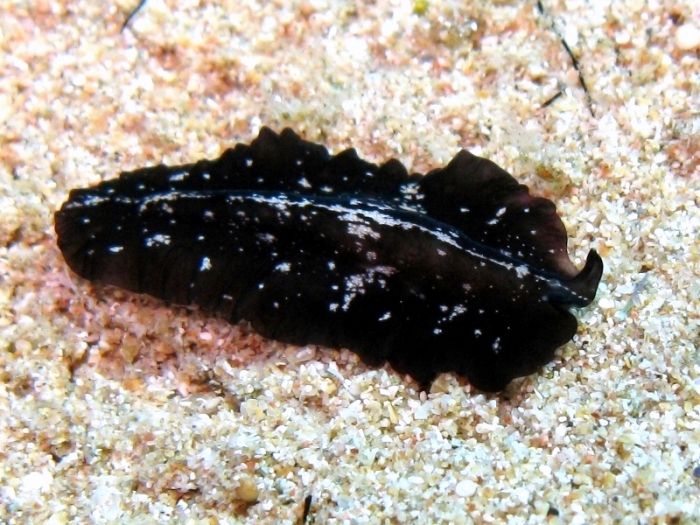 Pseudoceros maximus Pseudoceros maximus