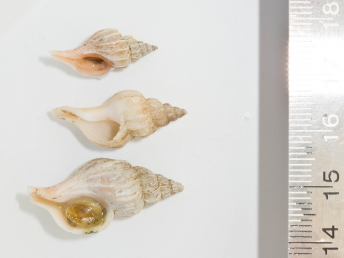 Boreotrophon truncatus - trio