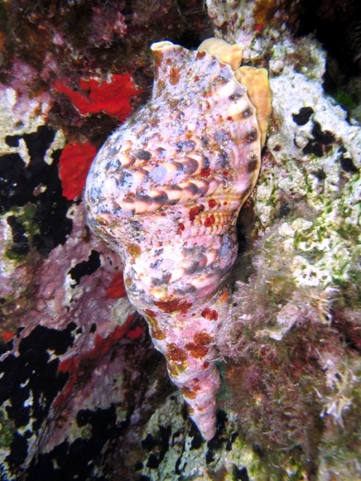 Charonia variegata Charonia variegata