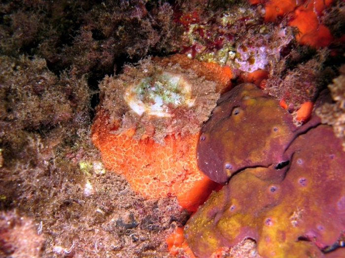 Umbraculum umbraculum Umbraculum umbraculum