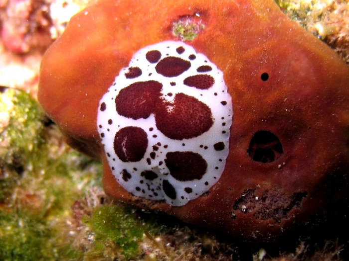 Peltodoris atromaculata Peltodoris atromaculata