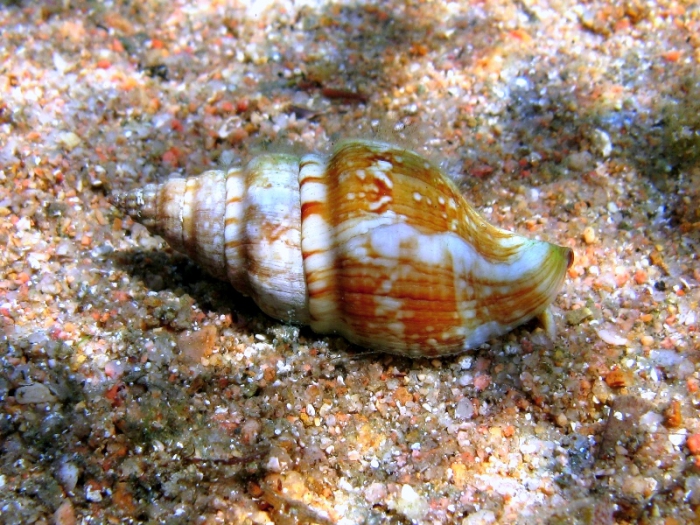 Euthria cornea Euthria cornea