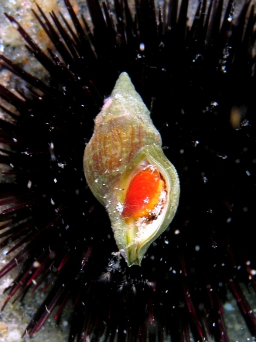 Euthria cornea Euthria cornea