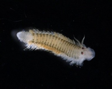 Picture of Eumida sanguinea