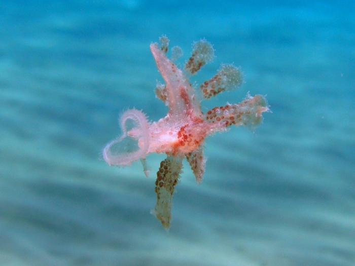 Melibe viridis (juvenile) Melibe viridis (juvenile)