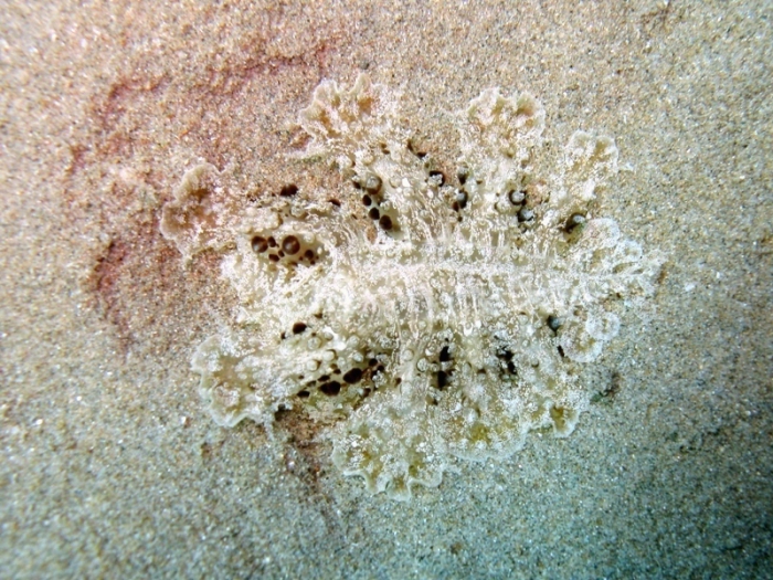 Melibe viridis Melibe viridis