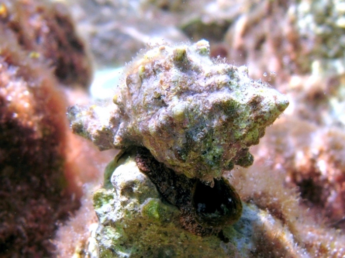 Hexaplex trunculus Hexaplex trunculus