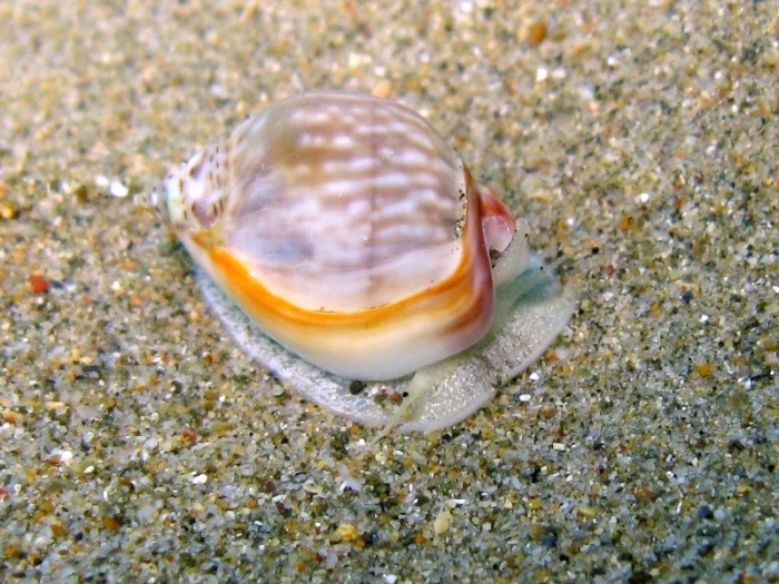 Nassarius gibbosulus Nassarius gibbosulus