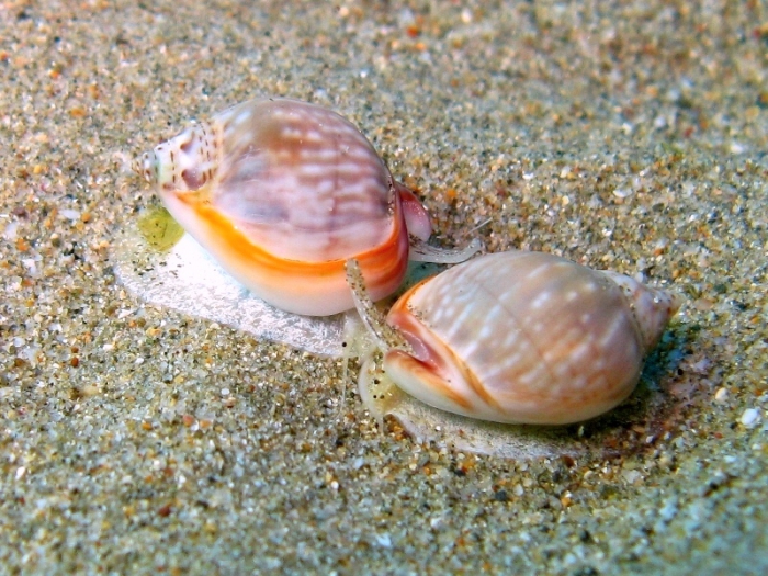 Nassarius gibbosulus Nassarius gibbosulus