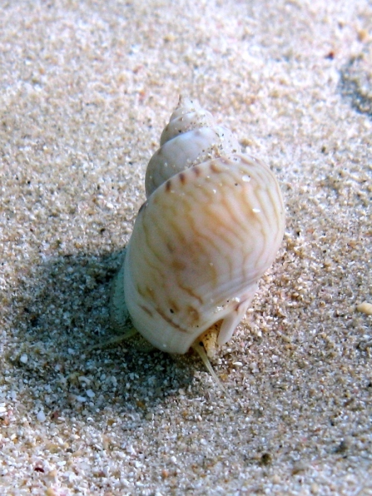 Nassarius mutabilis Nassarius mutabilis