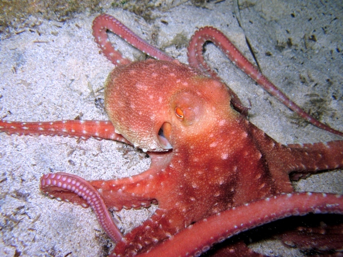 Callistoctopus macropus Callistoctopus macropus