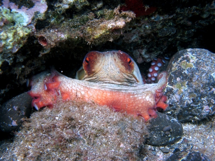 Octopus vulgaris Octopus vulgaris