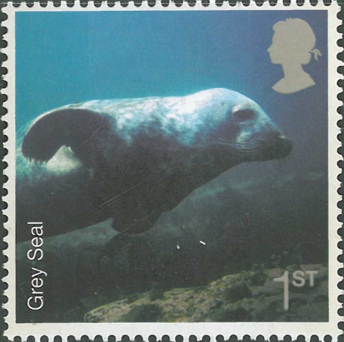 Halichoerus grypus