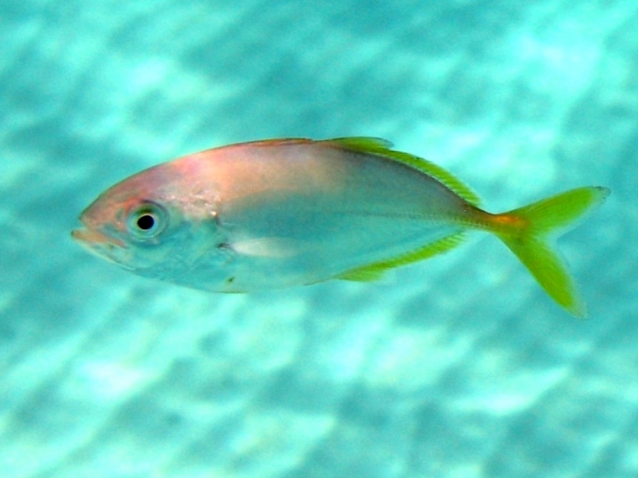 Alepes djedaba