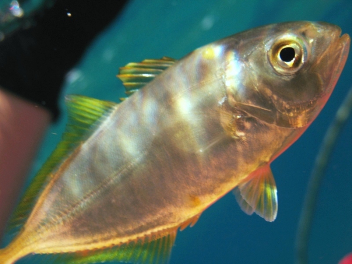 Alepes djedaba