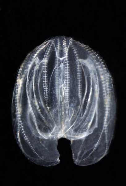 American comb jelly - Mnemiopsis leidyi American comb jelly - Mnemiopsis leidyi