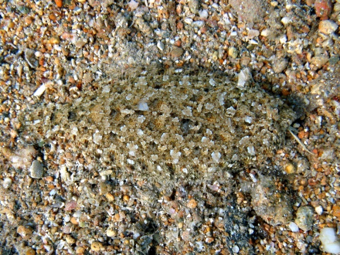 Arnoglossus thori Arnoglossus thori