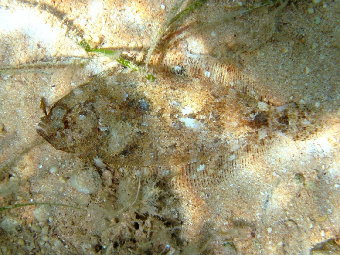 Arnoglossus thori Arnoglossus thori