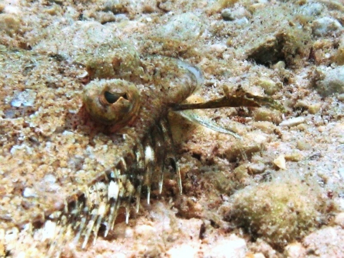 Arnoglossus thori Arnoglossus thori