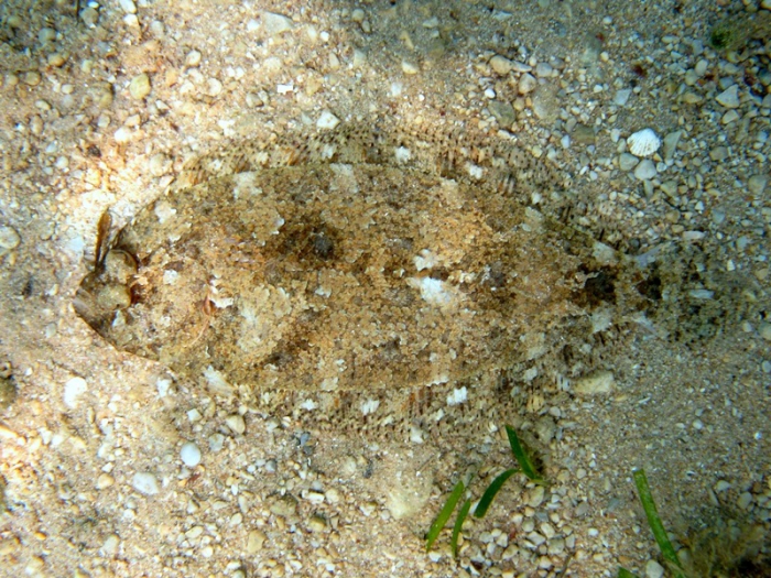 Arnoglossus thori Arnoglossus thori