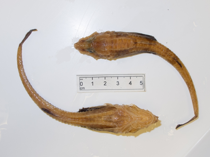 Leptagonus decagonus - dorsal ventral Leptagonus decagonus - dorsal ventral