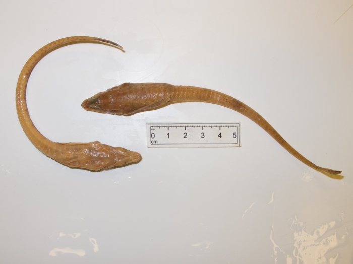 Aspidophoroides monopterygius, dorsal ventral Aspidophoroides monopterygius, dorsal ventral