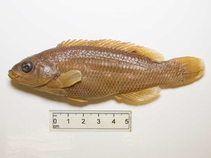 Cunner (small)