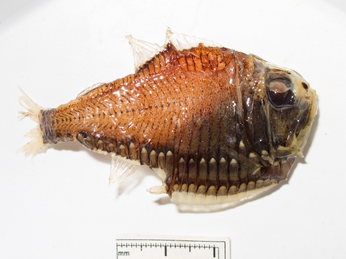Argyropelecus gigas 2 Argyropelecus gigas 2