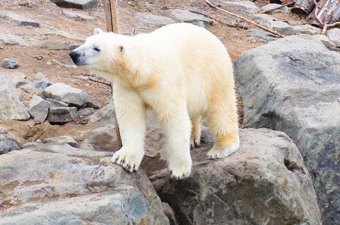 polar bear polar bear
