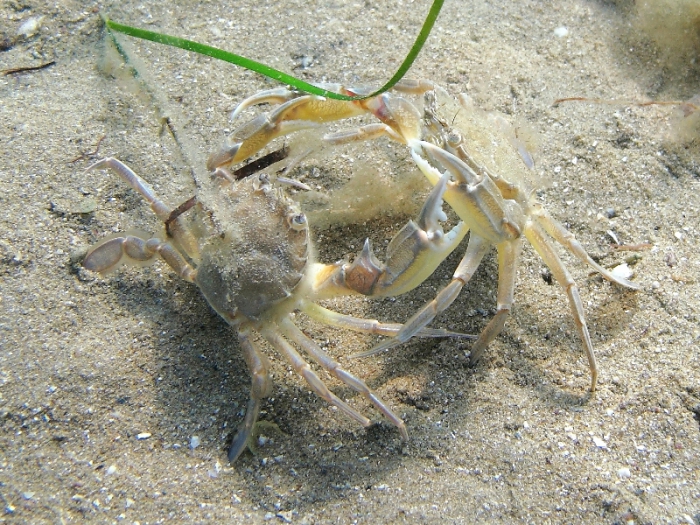 Liocarcinus vernalis Liocarcinus vernalis