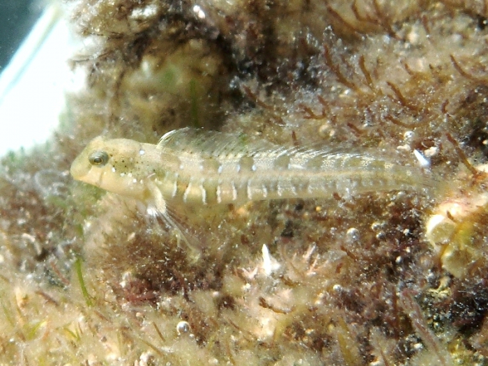 Lipophrys dalmatinus