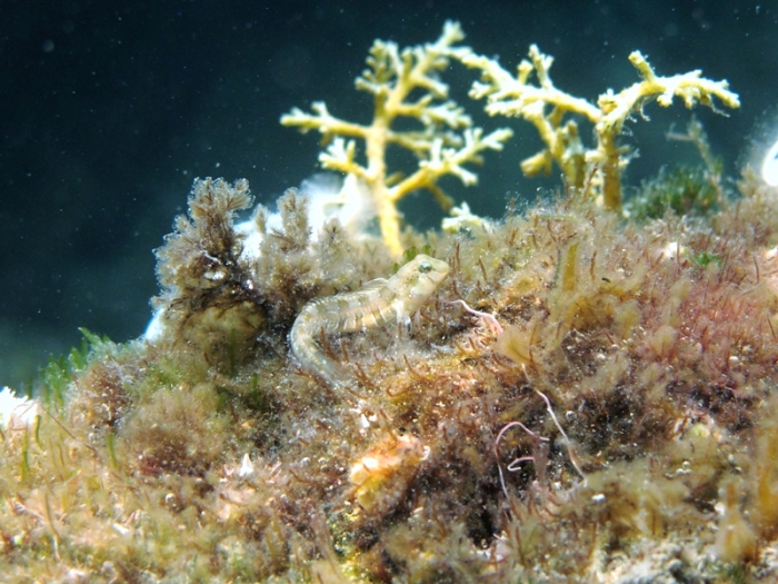 Lipophrys dalmatinus