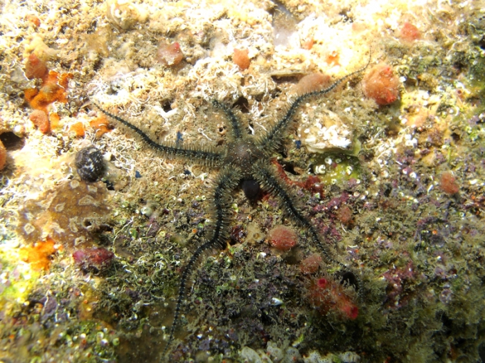 Ophiothrix fragilis Ophiothrix fragilis
