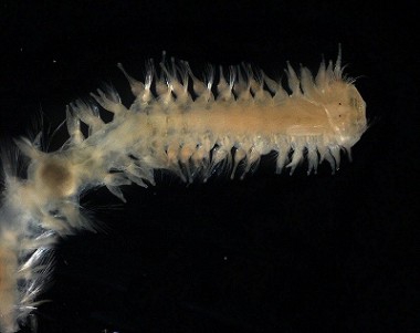 Picture of Poecilochaetus serpens