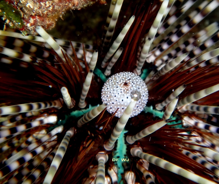 Echinothrix calamaris (Pallas, 1774) 