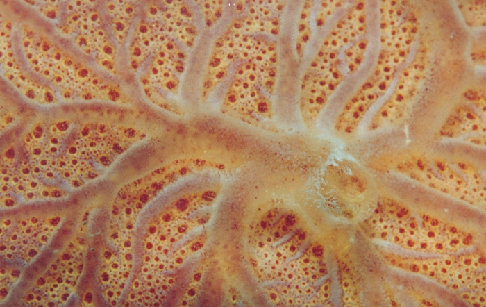 Clathria (Thalysias) raraechelae Clathria (Thalysias) raraechelae