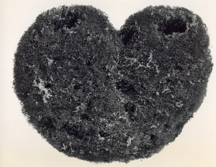 Luffaria nuciformis holotype