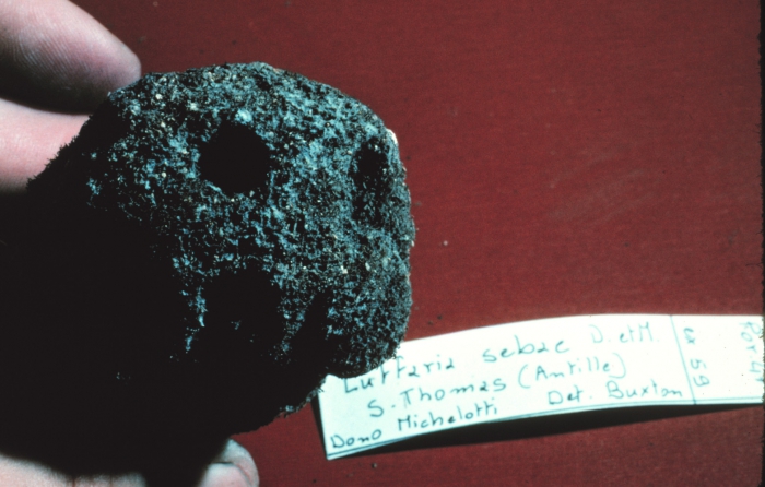 Luffaria sebae lectotype