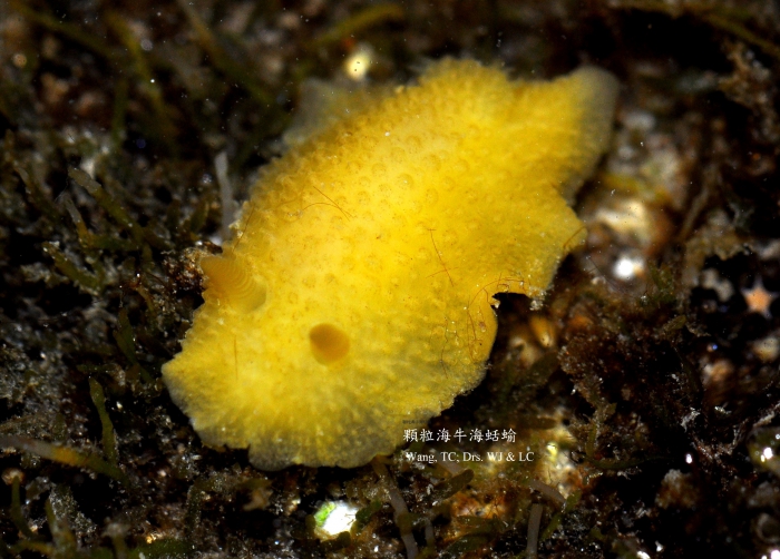 Doris granulosa (Pease, 1860) Doris granulosa (Pease, 1860)