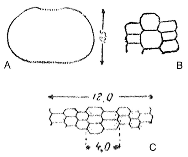 Donbassechinus kumpani Faas, 1941 Donbassechinus kumpani Faas, 1941