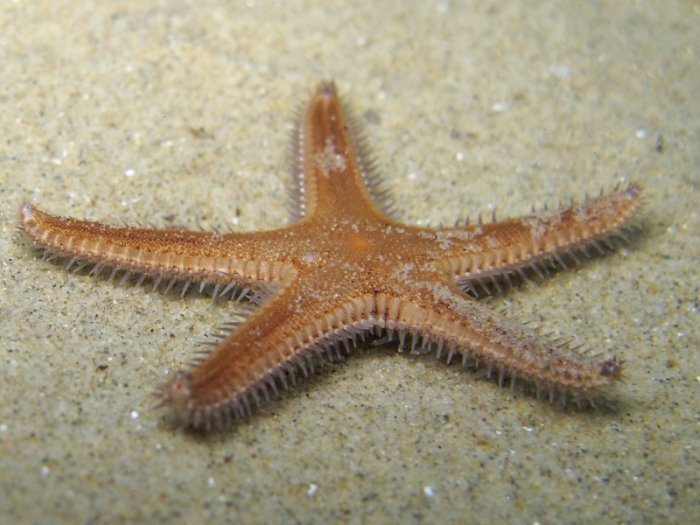 Astropecten spinulosus