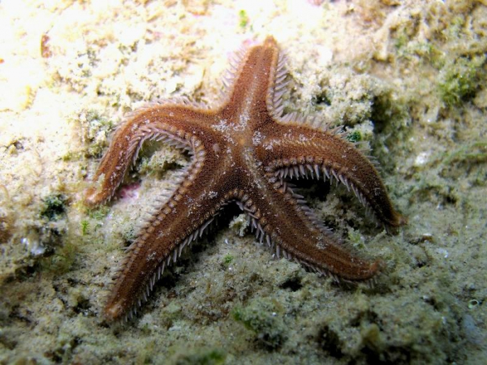 Astropecten spinulosus
